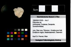 Foto (Objekt + Etikett) von Pithonoton sp.  (NHMW-GEO-1990-0041-3329)